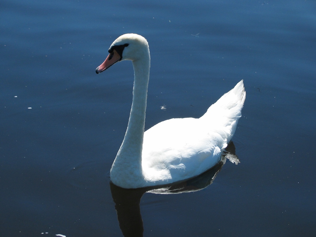 Der neugierige Schwan